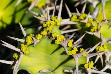 a beautiful shot of an exotic plant on a cactus flower - cactus garden of Csar Manrique, Lanzarote
