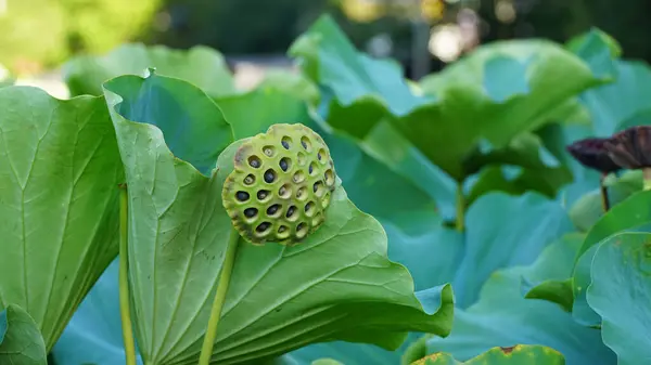 Green Lotus Seed Pods with Leaves