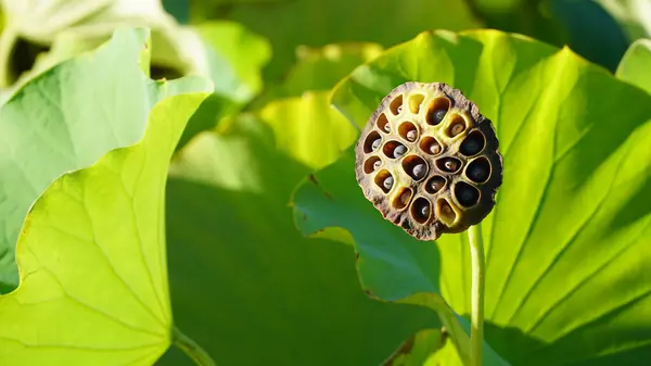 Yapraklı Yeşil Lotus Tohumları