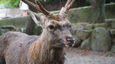 Geyik Nara Parkı, Japonya