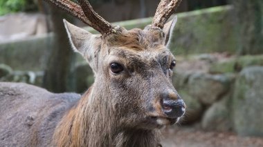 Geyik Nara Parkı, Japonya