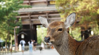 Japonya, Nara Park 'ın geyiği.