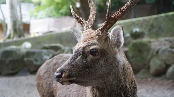 Geyik Nara Parkı, Japonya