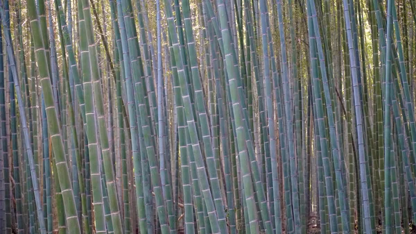 Arashiyama bambu Grove, Kyoto, Japonya