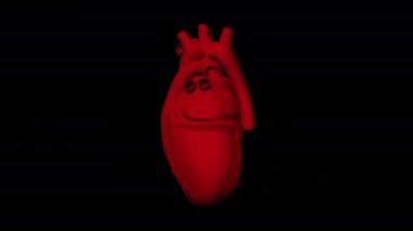 Alfa Kanallı İnsan Kalbi 3D