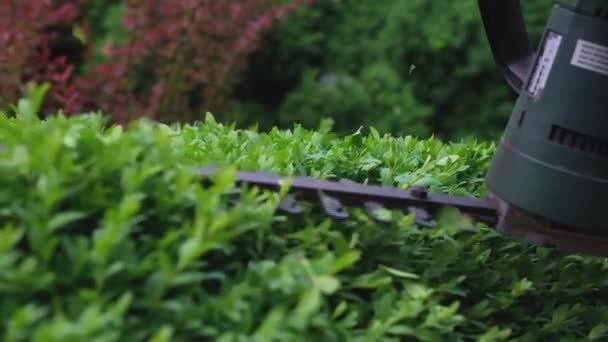 Κηπουρός Κλαδεύει Και Διαμορφώνει Θάμνο Χρησιμοποιώντας Χορτοκοπτικό Υψηλής Ποιότητας Υλικό — Αρχείο Βίντεο
