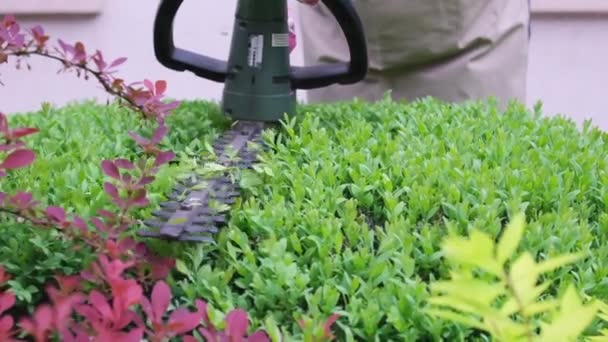 Jardineiro Podar Moldar Arbusto Usando Aparador Jardim Imagens Fullhd Alta — Vídeo de Stock