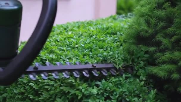Tuinier Snoeien Vormgeven Struik Met Behulp Van Tuin Trimmer Hoge — Stockvideo