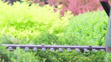 Bahçıvan bahçe makası kullanarak çalıları buduyor ve şekillendiriyor. Yüksek kaliteli FullHD görüntüler