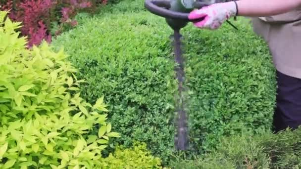 Giardiniere Sta Potando Modellando Arbusto Utilizzando Trimmer Giardino Filmati Fullhd — Video Stock