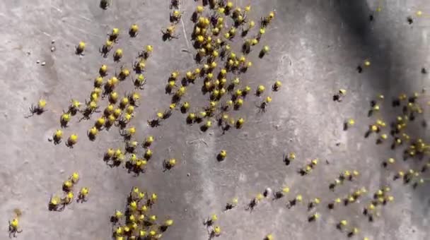 Cluster Baby Spiders Wall Many Tiny Younglings Creatures Summer Daylight — Stock Video