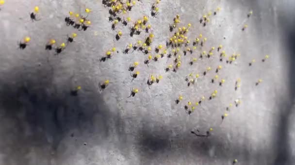 墙上成群结队的小蜘蛛 许多幼小的幼小生物 夏日的白昼 优质Fullhd影片 — 图库视频影像
