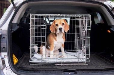 Kafesteki av köpeği. Yola çıkmaya hazırız. Hayvanın korunması ve güvenli bir şekilde taşınması için telefon kulübesi. Yüksek kalite fotoğraf