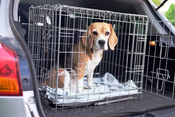 Бігль Собака Клітці Готові Подорожувати Провідна Коробка Зберігання Безпечного Транспортування — стокове фото