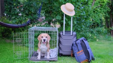Köpek, bavulun yanındaki çimlerin üzerinde bir kafeste oturuyor ve yola çıkmaya hazır. Yüksek kalite 4k görüntü