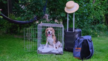 Köpek, bavulun yanındaki çimlerin üzerinde bir kafeste oturuyor ve yola çıkmaya hazır. Yüksek kalite 4k görüntü