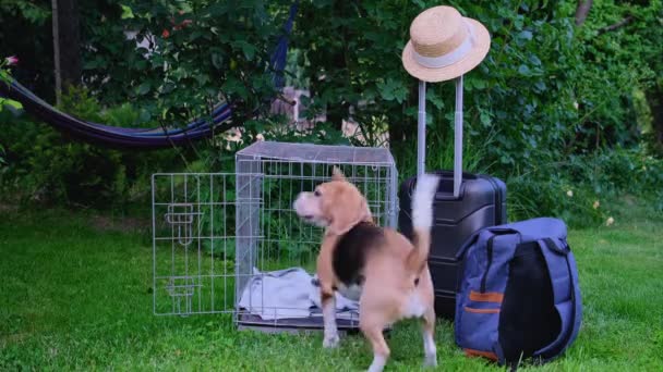 Beagle Går Resebagen Högkvalitativ Film — Stockvideo