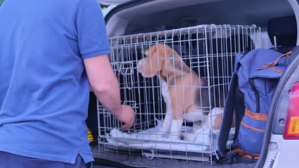 Mężczyzna Wyjmuje Beagle Klatki Bagażniku Samochodu Wycieczce Transport Zwierząt Domowych — Wideo stockowe
