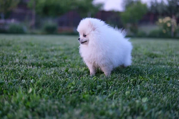 Happy Pomeranian Spitz Puppy Running Grass Sunny Day Kvalitní Fotografie — Stock fotografie