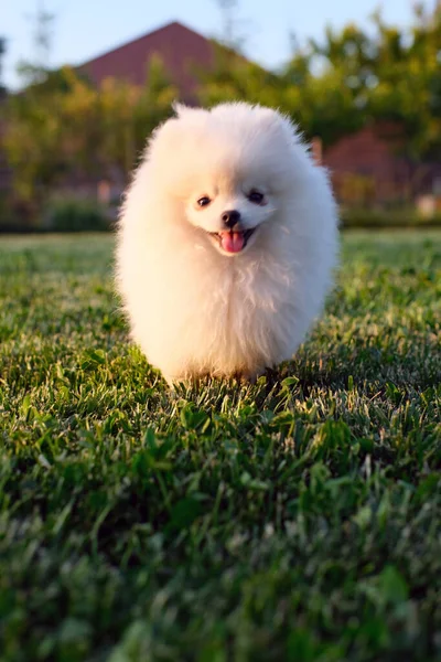 幸せな白いポメラニアの子犬は晴れた日に人工芝を渡って実行されます 高品質の写真 — ストック写真