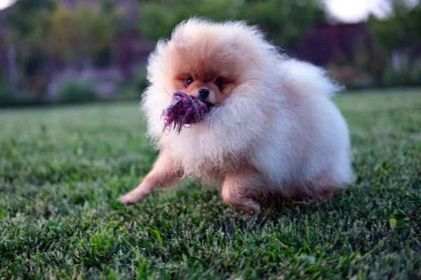 Happy Pomeranian Spitz Puppy Running Grass Toy Sunny Day Kvalitní — Stock fotografie