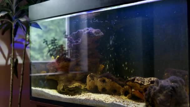 Fish Tank Aquarium Maintenance Timelapse Water Change High Quality Footage — Stock Video