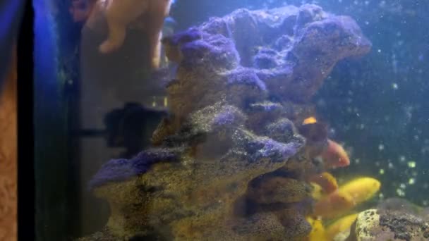 关闭一只手拆卸一个鱼缸瀑布过滤器来清洁它 水族馆维修 高质量的4K镜头 — 图库视频影像