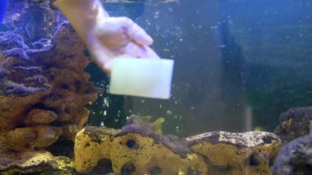Männliche Handreinigung Aquarium Mit Waschlappen Hochwertiges Filmmaterial — Stockvideo