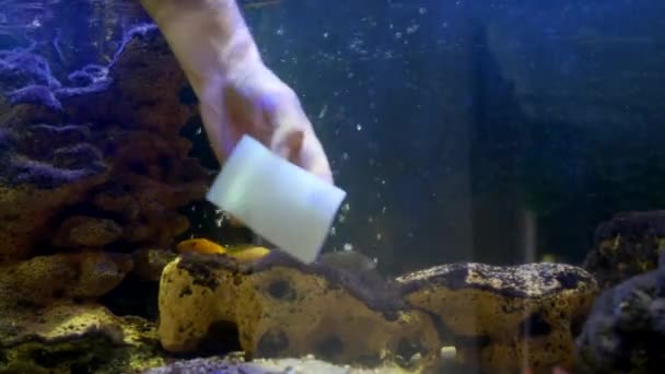Mannelijke Hand Reinigen Aquarium Met Behulp Van Washandje Hoge Kwaliteit — Stockvideo