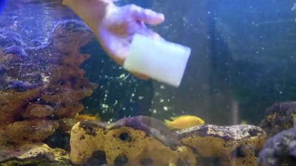 Męskie Akwarium Mycia Rąk Przy Użyciu Ścierki Wysokiej Jakości Materiał — Wideo stockowe