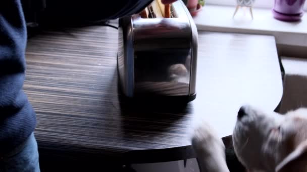 Αρσενικά Χέρια Βάζουν Ψωμί Στη Τοστιέρα Κοντινό Πλάνο Σκυλόσκυλο Μυρίζει — Αρχείο Βίντεο