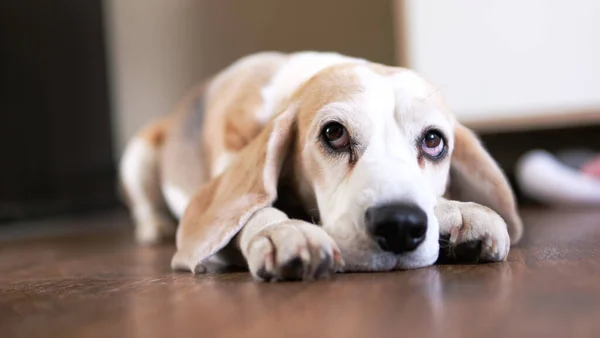Крупним Планом Бігльський Собака Лежить Підлозі Сумний Хворий Нудний Дивиться — стокове фото
