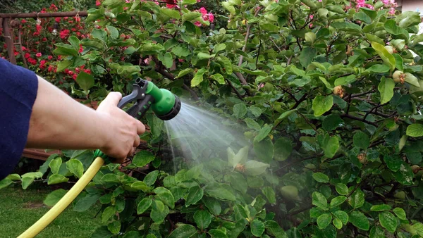 stock image Close up gardener senior woman hand holding water hose and watering green plants in vegetables garden. Organic farming and spring season gardening concept. High quality photo