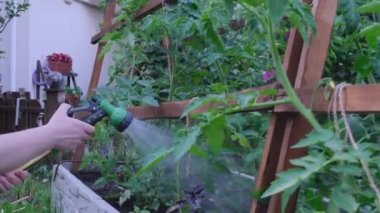 Susuz kalan çiçekler su hortumundan duş alır. Çiçekleri sulamak, bahçıvanlık ya da yaz konsepti. Yüksek kalite 4k görüntü