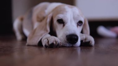 Yakından bakınca av köpeği yerde üzgün, hasta, sıkılmış bir şekilde yatar ve sahibine bakar. Yüksek kalite fotoğraf