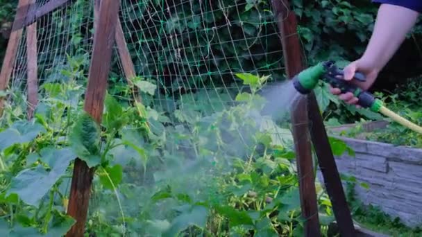 Dehydratované Květiny Dostat Sprchu Vodní Hadice Zavlažování Rostlin Nebo Zahradničení — Stock video