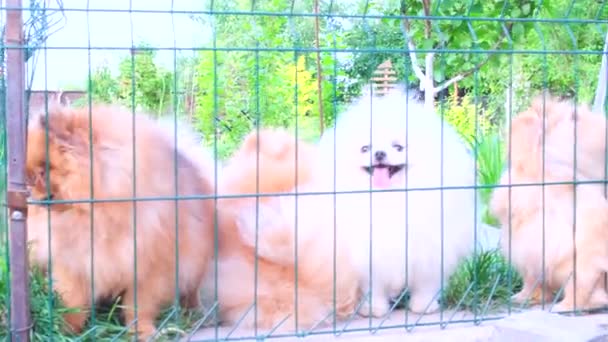 小さな犬が柵の後ろから外を覗き込み 通行人に吠える 小さな番犬 かわいいスピッツ 高品質4K映像 — ストック動画
