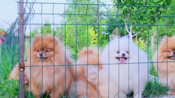 Piccoli Cani Sbirciano Fuori Dietro Recinzione Strada Abbaiano Passanti Piccolo — Video Stock