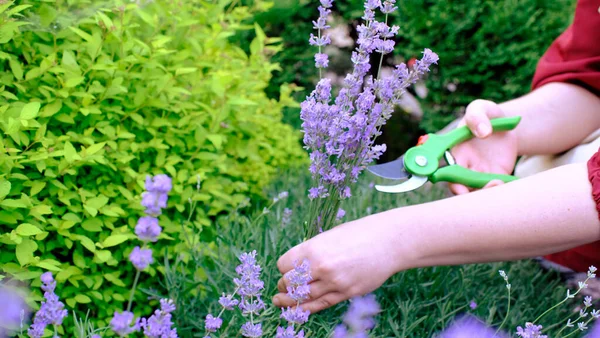 stock image Young girl cuts lavender with secateurs. Gardening concept - young woman with pruner cutting and picking lavender flowers at summer garden. High quality photo