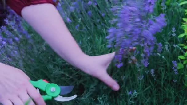 春秋两季修剪薰衣草丛 女人用花园里的剪刀割草 高质量的4K镜头 — 图库视频影像
