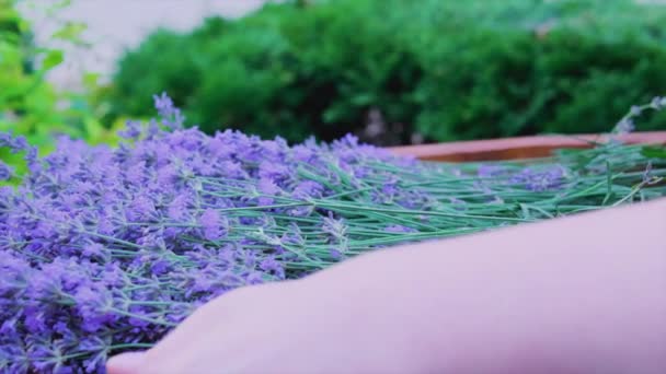 Tæt Kvinde Blomsterhandler Gartner Foråret Lavendel Felt Med Kurv Blomster – Stock-video