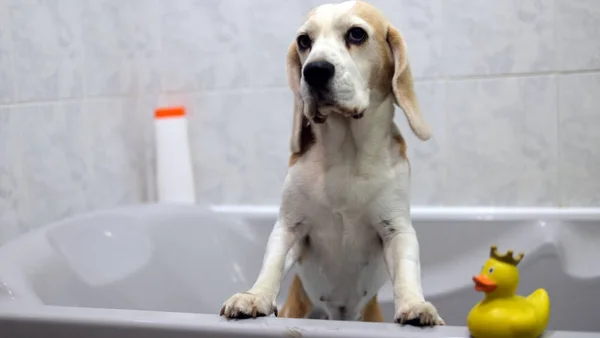 Cão Beagle Engraçado Bonito Ter Banho Com Pato Borracha Amarelo — Fotografia de Stock
