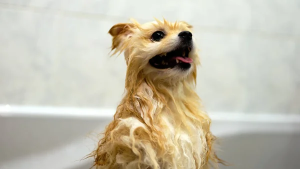 Pommersche Spitzen Duschen Mit Shampoo Hundebad Hochwertiges Foto — Stockfoto