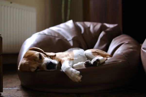 Sênior Cão Beagle Westie Cão Dormindo Saco Feijão Olhando Bonito — Fotografia de Stock