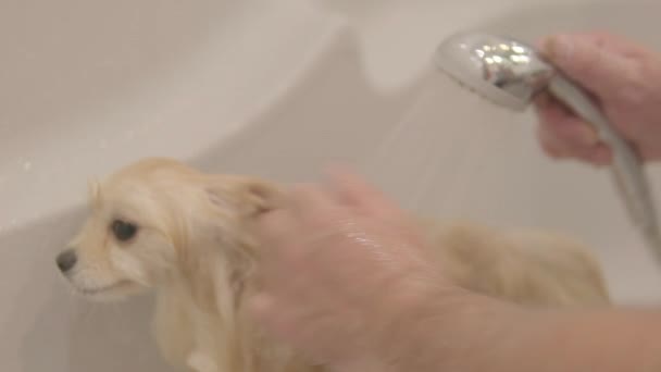グルーミングサロンのペット国内の動物はシャワーを浴びて国内の動物は犬のための美容室で美容手順を取得します 風呂に入って 高品質のフルHd映像 — ストック動画