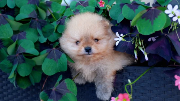 可愛い赤ポメラニアンスピッツ子犬は花の鍋に座っています 高品質の写真 — ストック写真