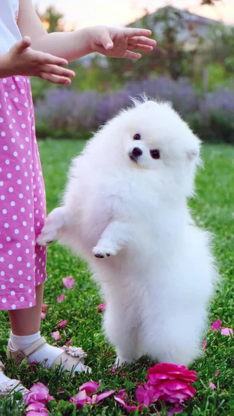 Schattig Wit Pomeranian Spitz Puppy Spelen Met Een Klein Meisje — Stockfoto