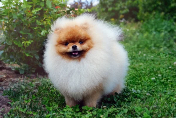 Mladý Červený Pomeranian Spitz Štěně Procházce Zahradě Kvalitní Fotografie — Stock fotografie