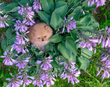 Şirin Kırmızı Pomeranya tükürük köpeği saksıda oturuyor. Yüksek kalite fotoğraf