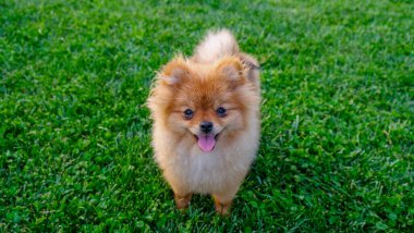 Genç kırmızı Pomeranya köpeciği bahçede yürüyüş yapıyor. Yüksek kalite fotoğraf